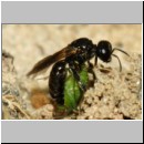 Lindenius albilabris - Grabwespe w06b 6-7mm - mit Wanze-Lygocoris beim Nesteintrag - OS-Hasbergen Lehmsandhuegel.jpg